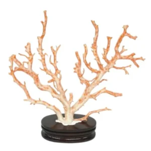 珊瑚(サンゴ) 原木